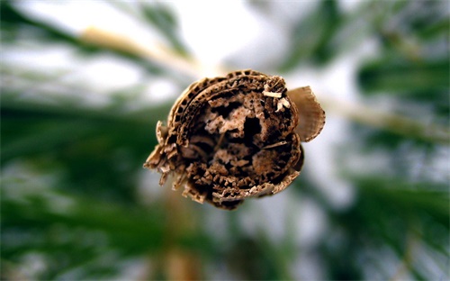 苹果手机美颜相机下载免费使用,苹果如何使用美颜相机拍照?